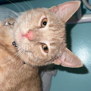 Meet your Posher, Benji